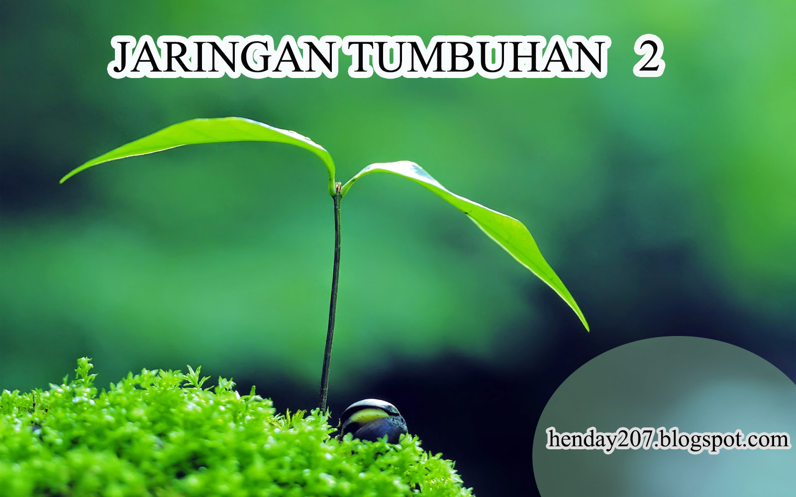 Biologi Kelas 11 &gt; Uji Kompetensi Bab 2 ( Jaringan