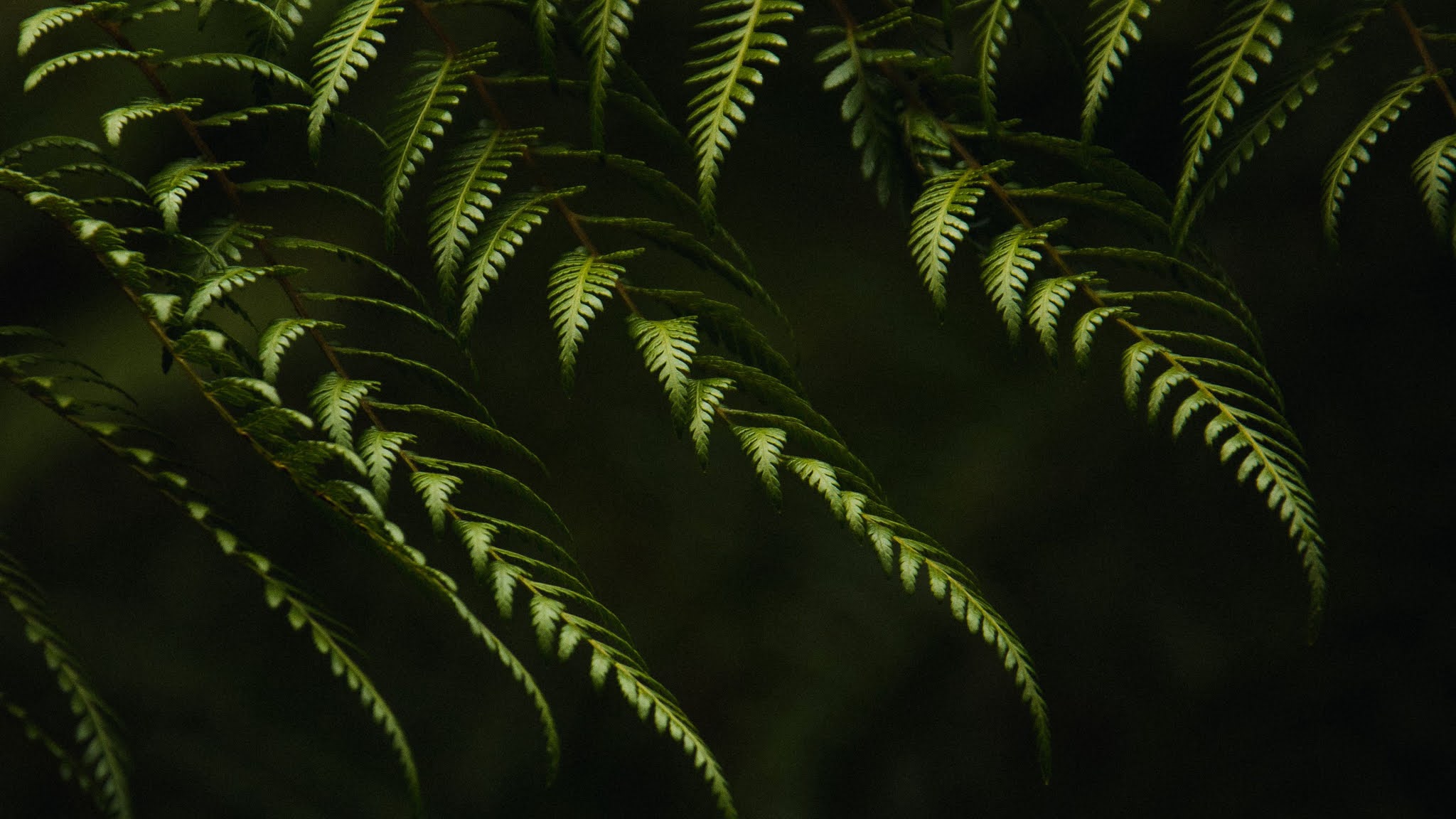 Fern, Branches, Plant Desktop Wallpaper