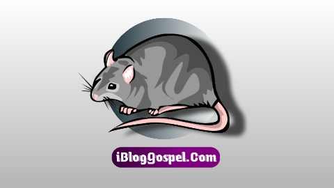 Spiritual Meaning Of Rats In Dreams