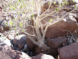 A Baja Tree