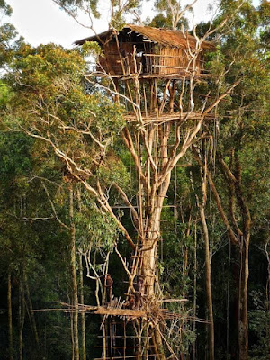 exotic-home-on-tree-top