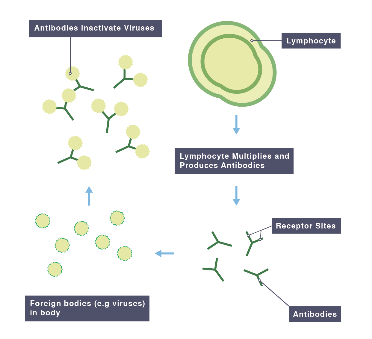 IGCSE Biology 2017 2.63B Understand How Vaccination Results in the