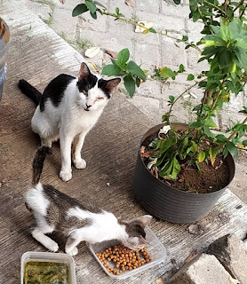 Menaruh tempat makan dan minum depan rumah untuk kebutuhan kucing jalanan kelaparan.