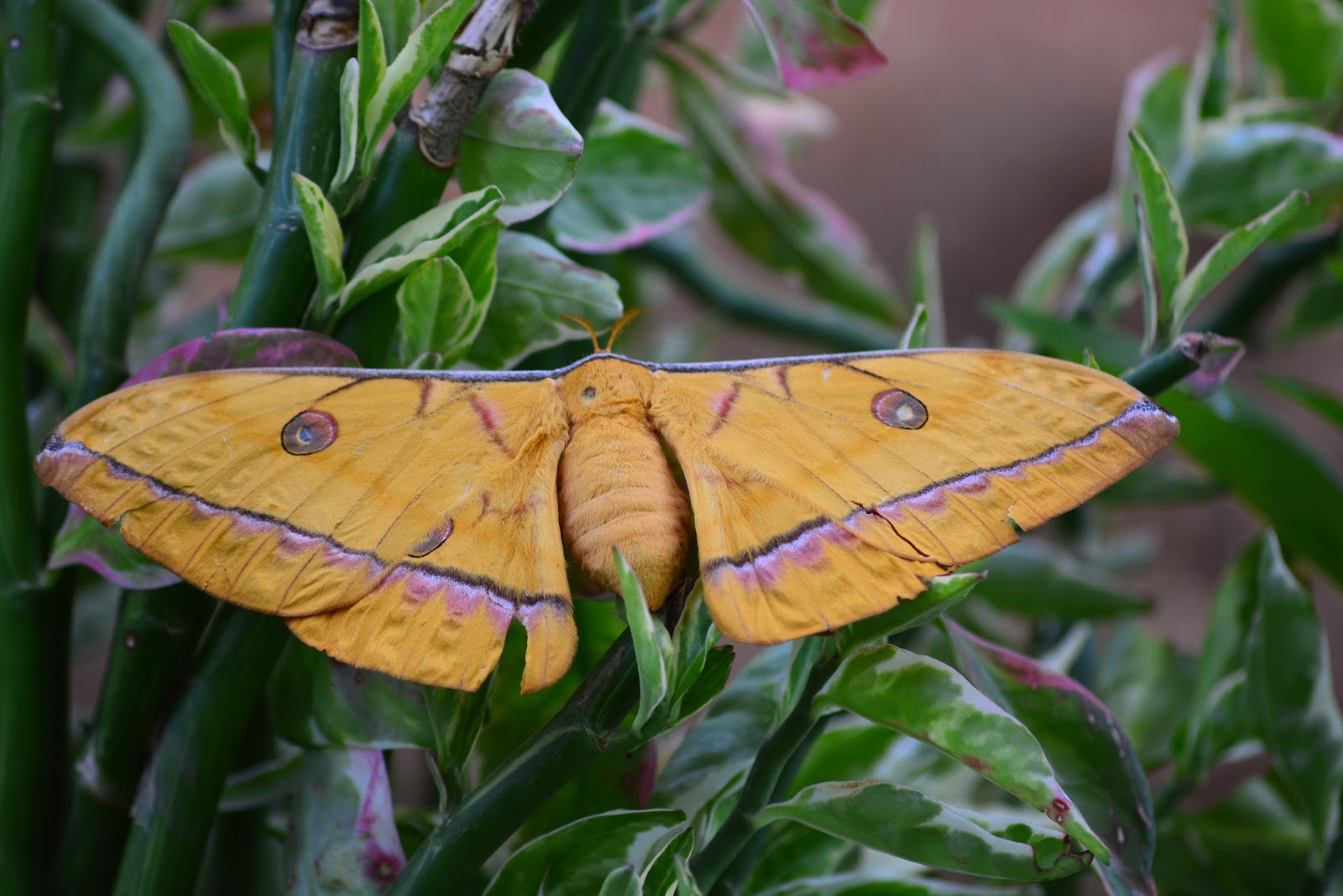 The Tasar Silkworm Moth Antheraea mylitta Drury