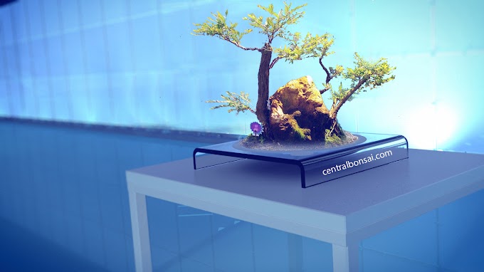 9 Cara Merawat Tanaman Bonsai Sebagai Pohon Hias