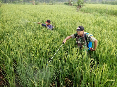 BABINSA  NEWUNG BANTU PENYEMPROTAN PADI