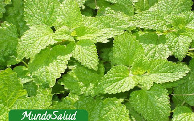 Melina y sus beneficios para la salud