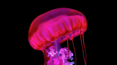 HD Wallpaper Jellyfish, tentacles, underwater