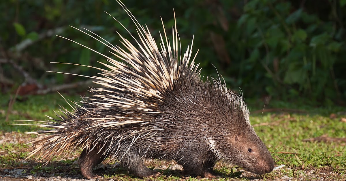 Porcupine facts, habitat, diet and species information