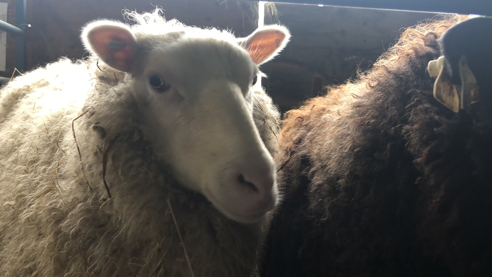 Arrow Acres Farm NJ Sheep & Wool Festival 2019