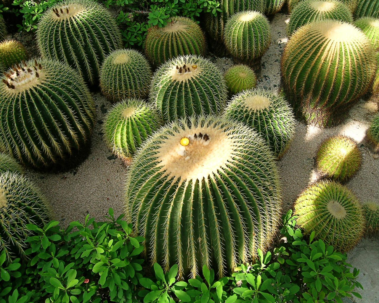 yan-s-bonsai-how-to-grow-cactus