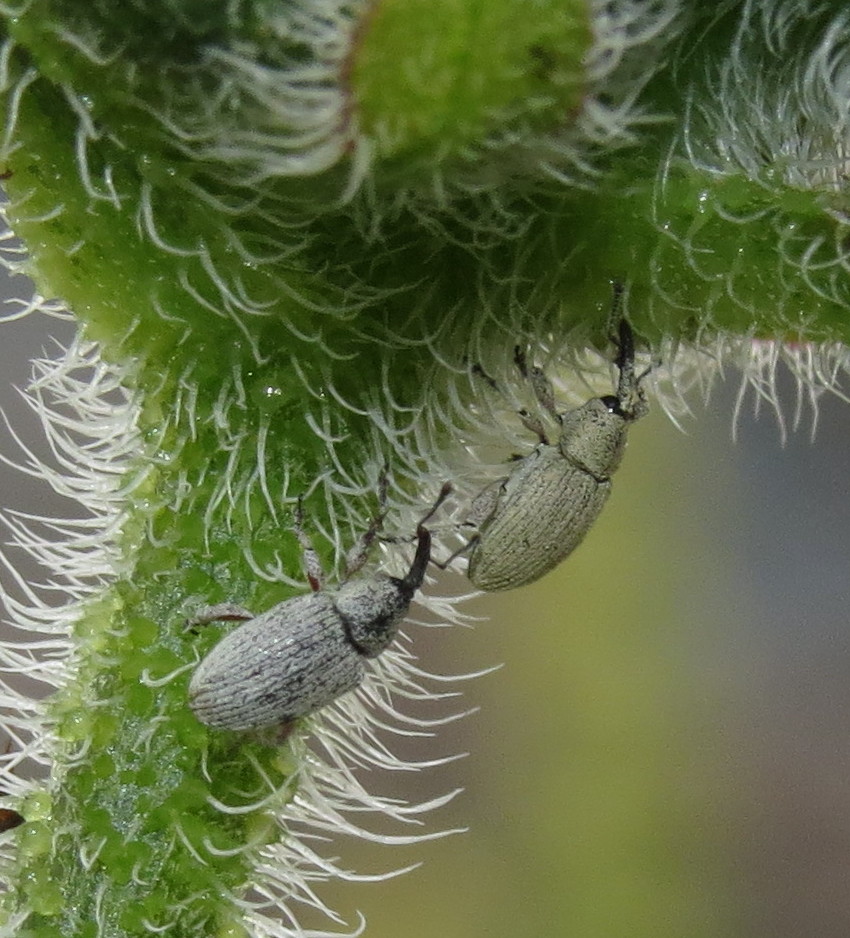 Bug Eric: More Insects From Sunflowers Bugs That Look Like Sunflower Seeds
