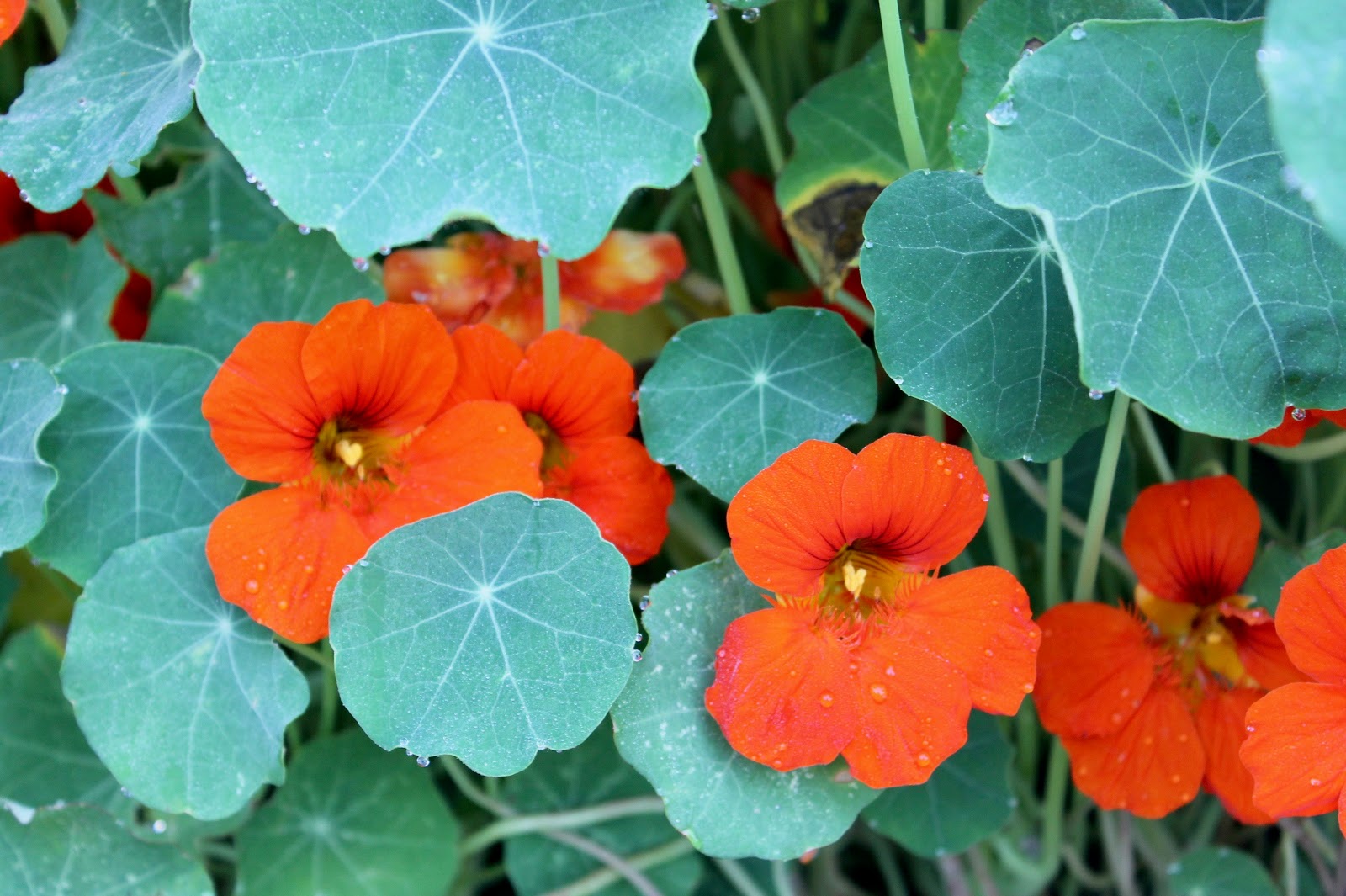Future Plants By Randy Stewart Blue Spirea