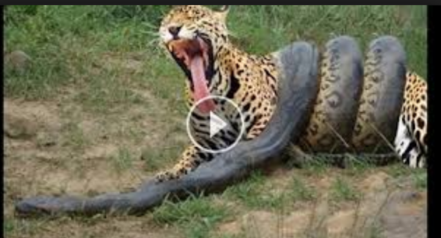 Monster boa constrictor versus bovine. Panther versus Giant python