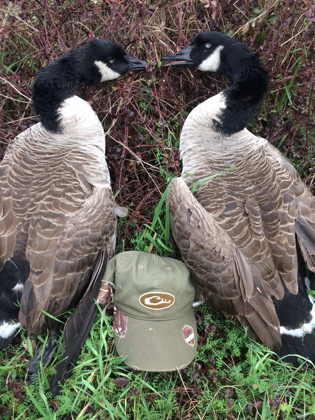 Lowcountry outdoors 2020 Late Goose Season Opener on Valentine's Day