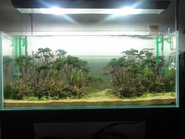 IWAQU Toko Ikan Hias Aquascape, Ikan Hias, Aquarium dan Aksesories IWAQU Toko Ikan Hias Aquascape, Ikan Hias, Aquarium dan Aksesories