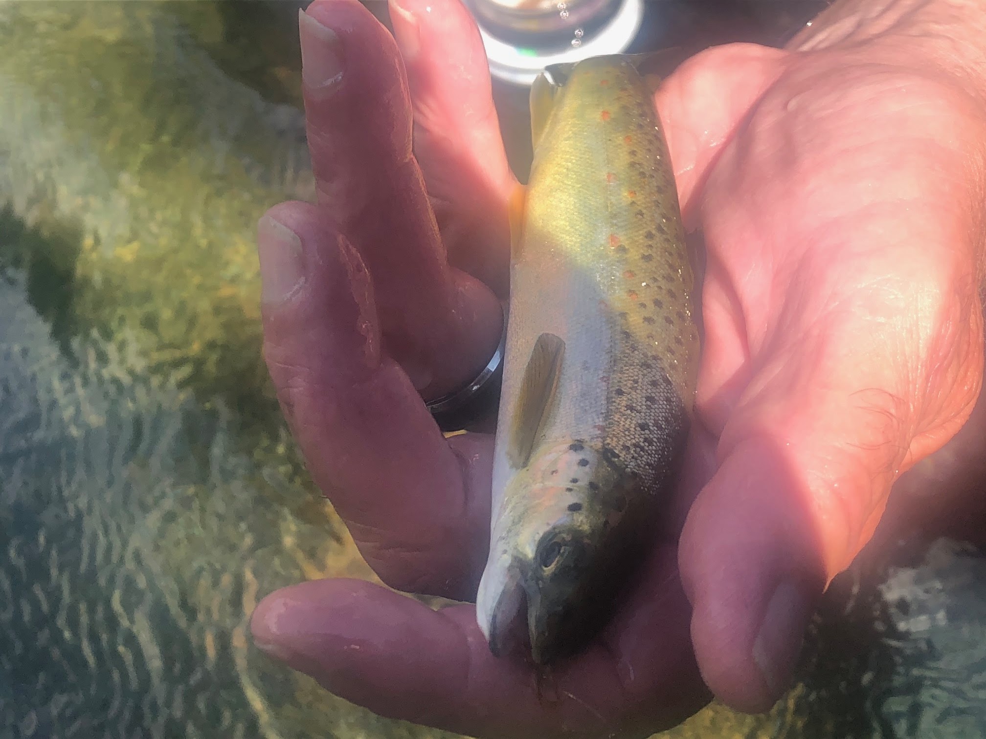 to the Millers River Fly Fishing Forum Little Salmon And Fly