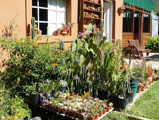 Jardines de cactus y suculentas: Se suman jardines