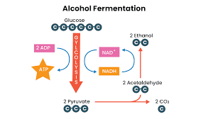 Alkohol proses fermentasi