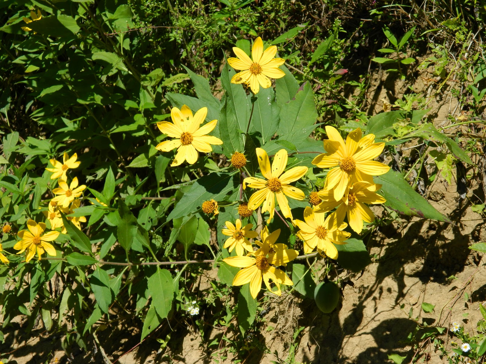 Paddle Tennessee Duck River Haskins Chapel Road to Henry Horton State Park