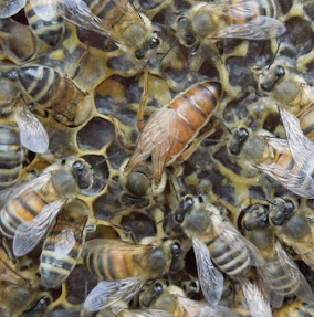 The BigDaddyBigz Bee Blog