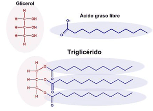 Esquema de un triglicérido