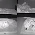Câmera flagra bebê em missão stealth no escuro pra poder ir dormir com o cachorro