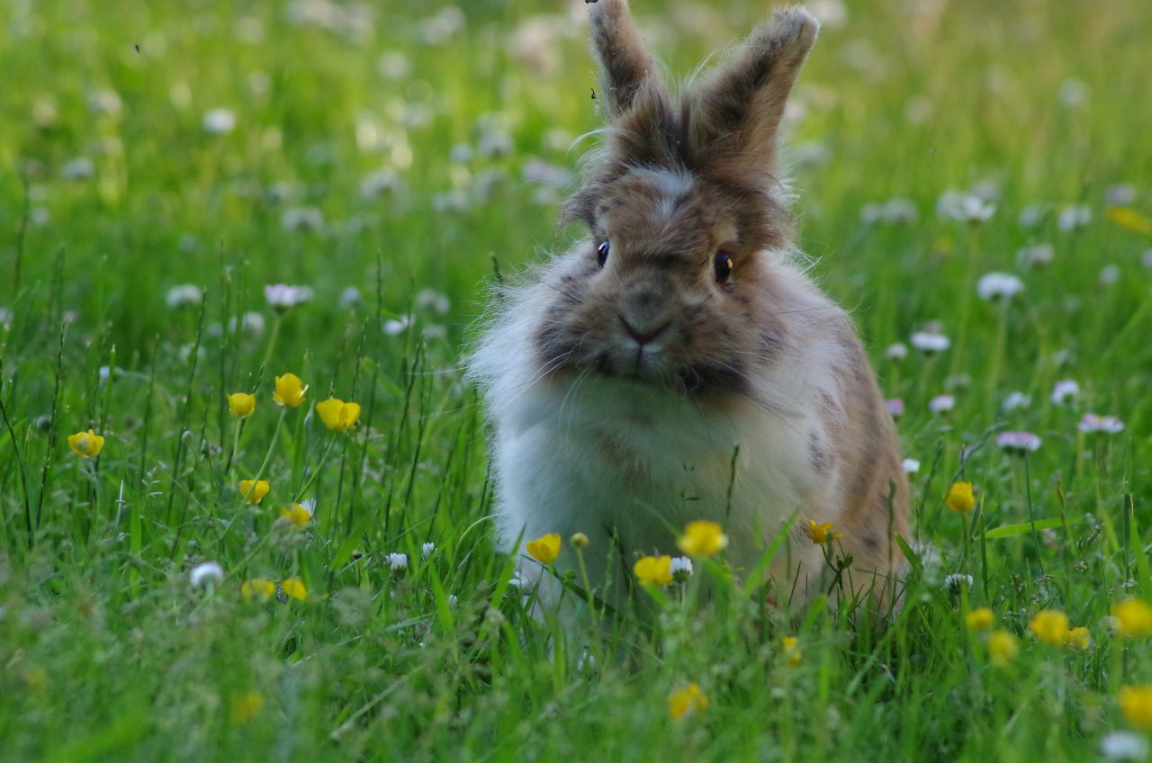 Poisonous plants and how rabbits identify them
