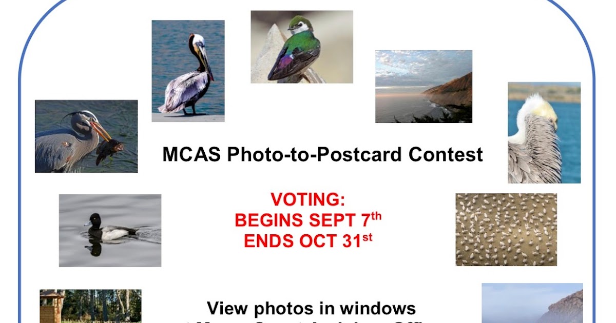VOTING OPEN PhototoPostcard Contest Morro Coast Audubon Society