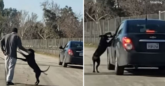 Невозможно смотреть: брошенная собака бежит за машиной, вымаливая ″прощение″