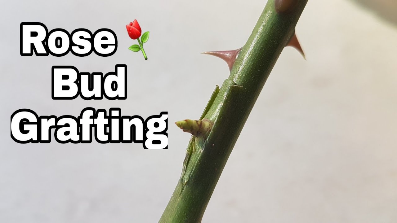 How to do rose grafting Prakratik com