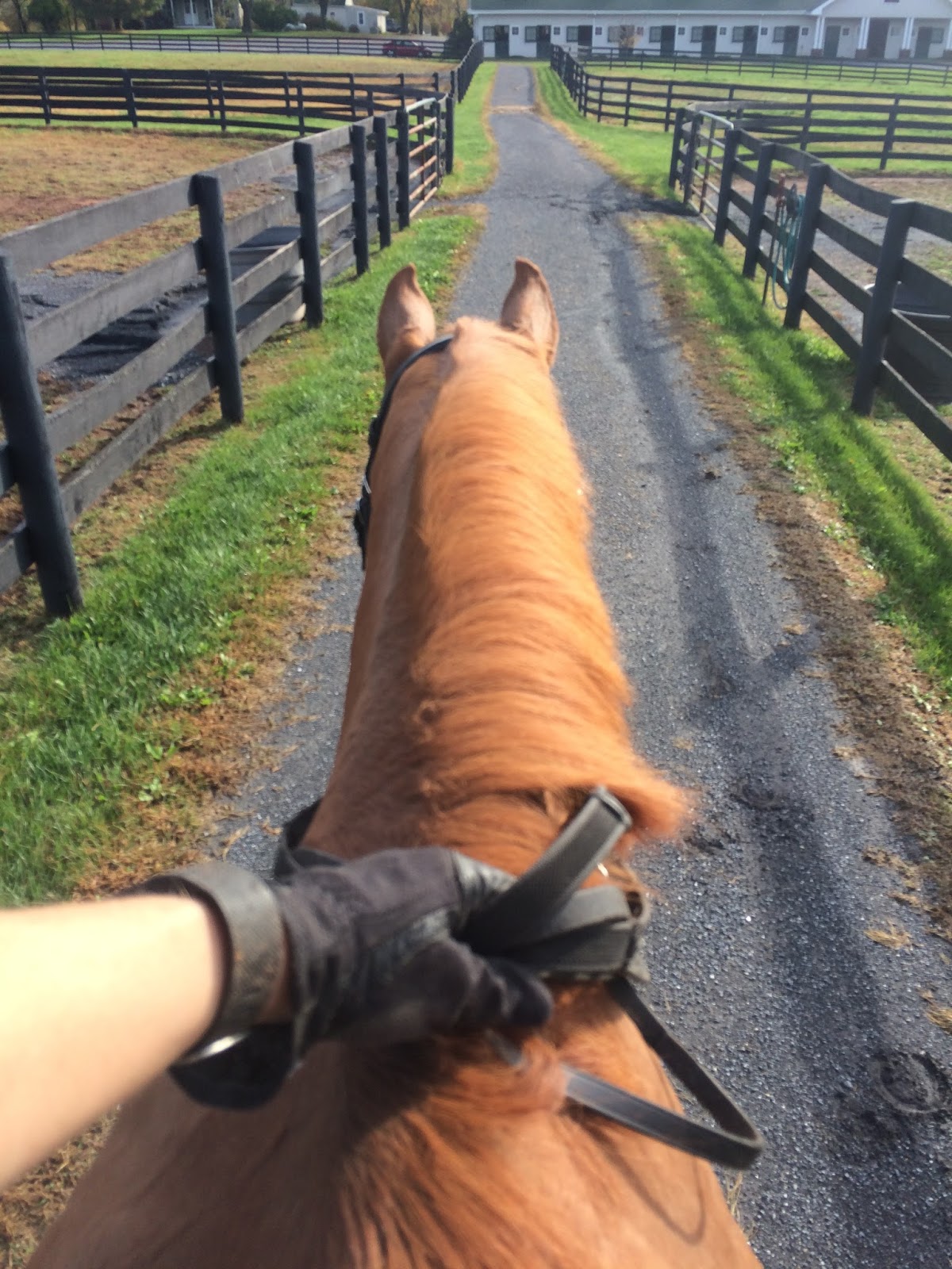 Shortening your reins, how do you?