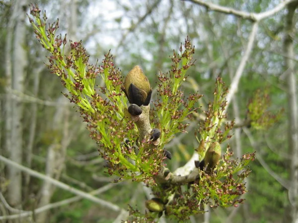 Devon Wildlife Trust. Ash Tree Flower - Photo copyright Michael Symes (All Rights Reserved)