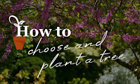 How to choose trees