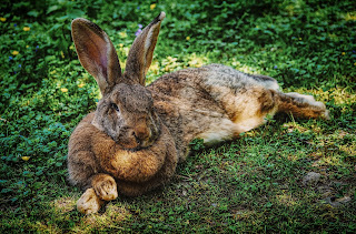 moon hare - rabbit lying on the grass