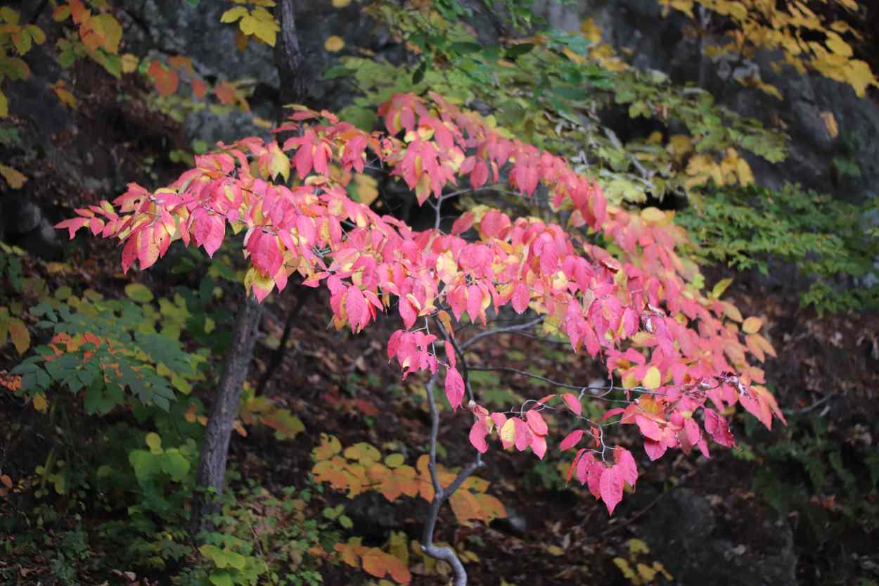 공주 태화산 마곡사