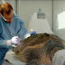  ΑΡΧΕΛΩN:Το 2020 έφτασαν στο Κέντρο 35   τραυματισμένες χελώνες από όλα τα σημεία της παράκτιας Ελλάδας 