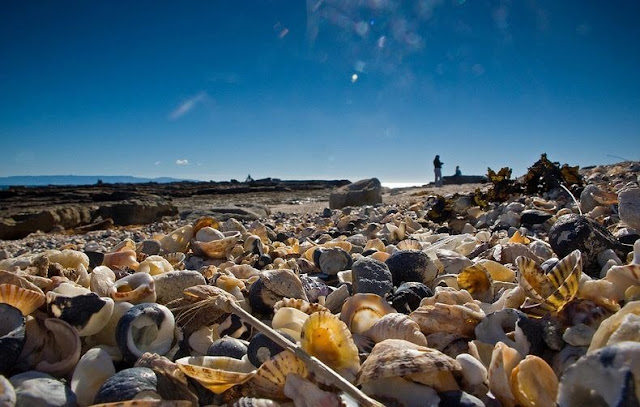 shell-beach-australia-2%5B2%5D.jpg