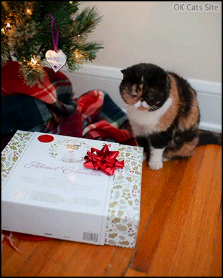 Amazing Cat GIF • Cute cat checks out what is inside his new cat food Advent Calendar! Amazing Cat GIF • Cute cat checks out what is inside his new cat food Advent Calendar!