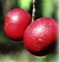 Kokum