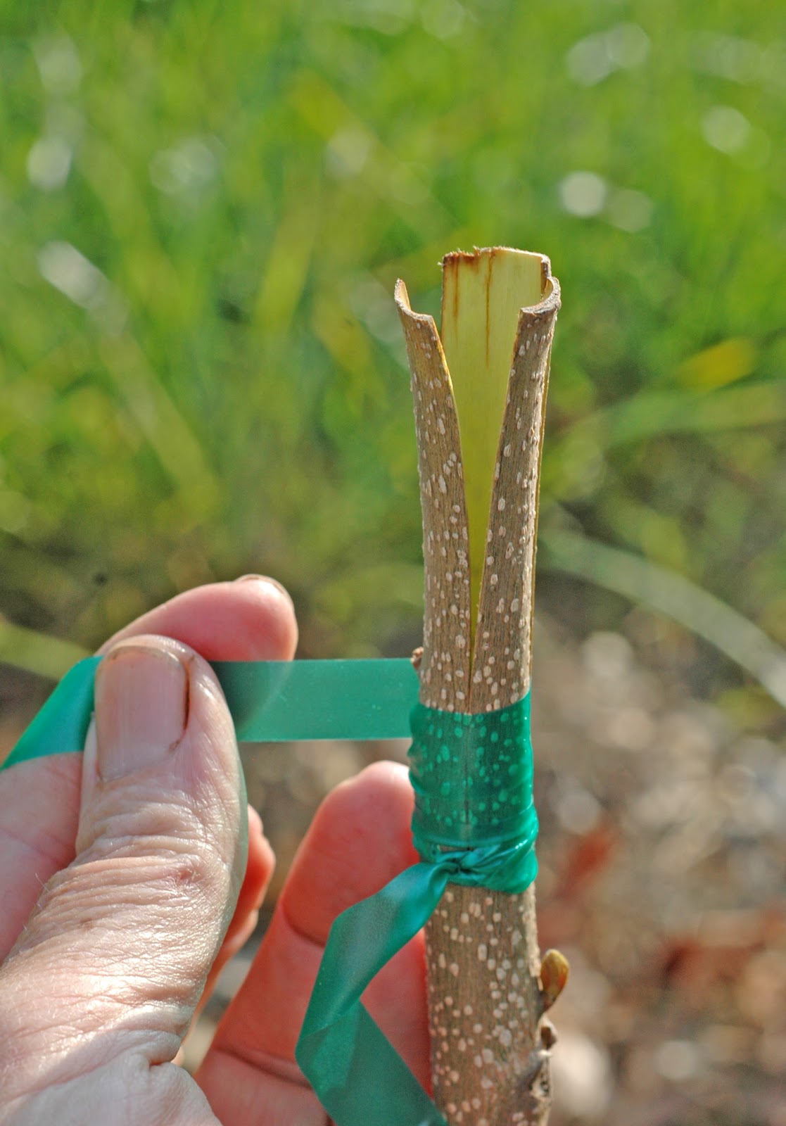Northern Pecans 3flap grafting pecan trees