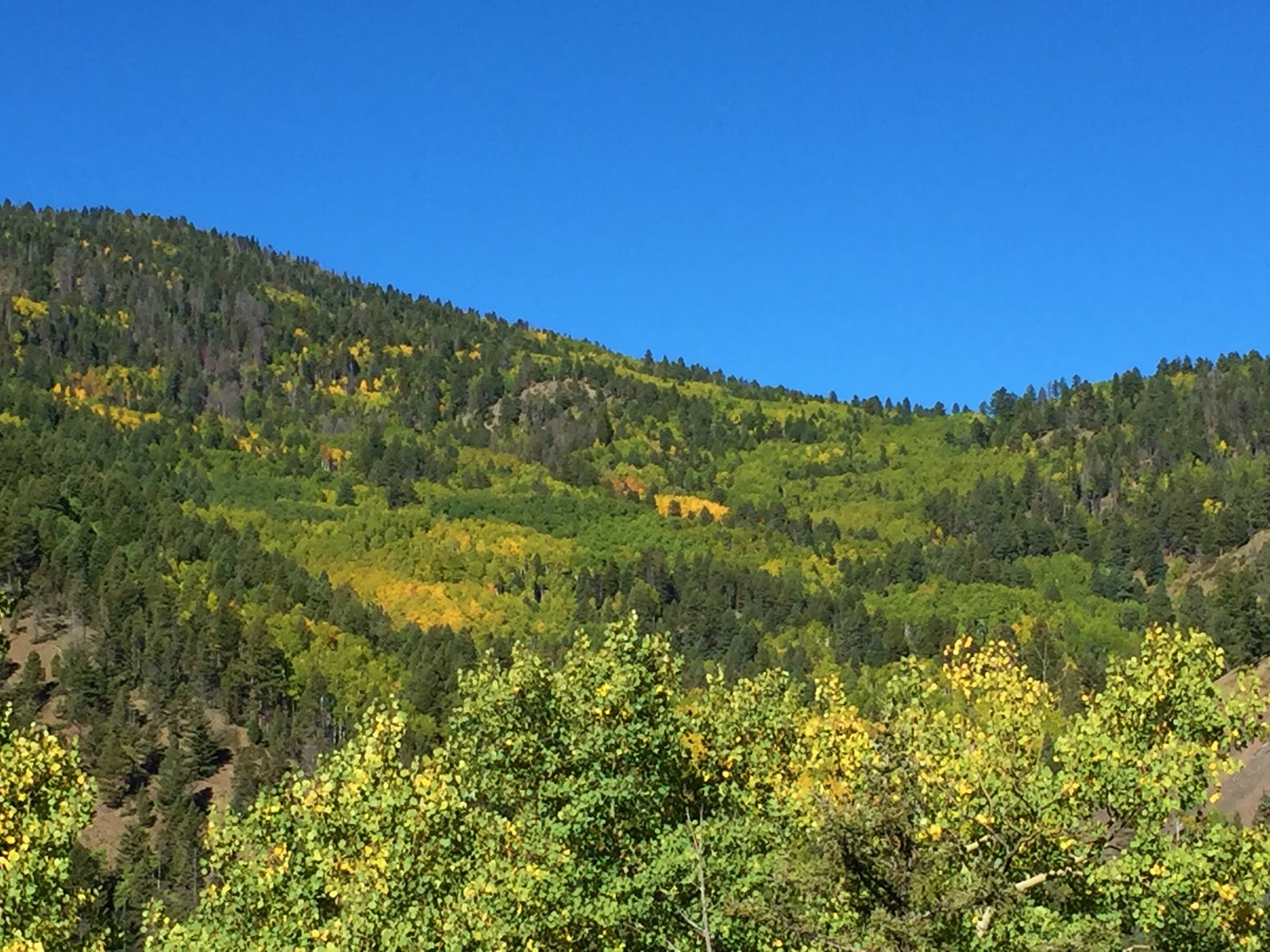 The Journey of Gypsy Rhapsody and Minuet in G TREES by Sergeant Joyce Kilmer