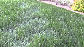 How To Control Powdery Mildew In Lawn