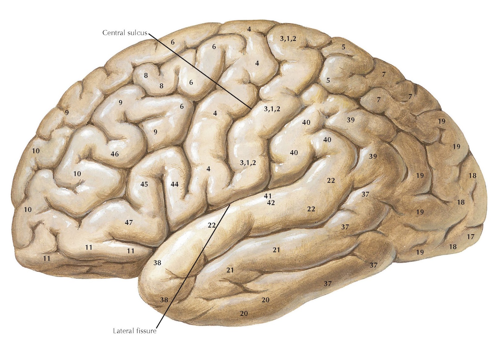 Извилины брюс. Мозг поля Бродмана. Полушария Бродмана. Головной мозг цитоархитектонические поля Бродмана.