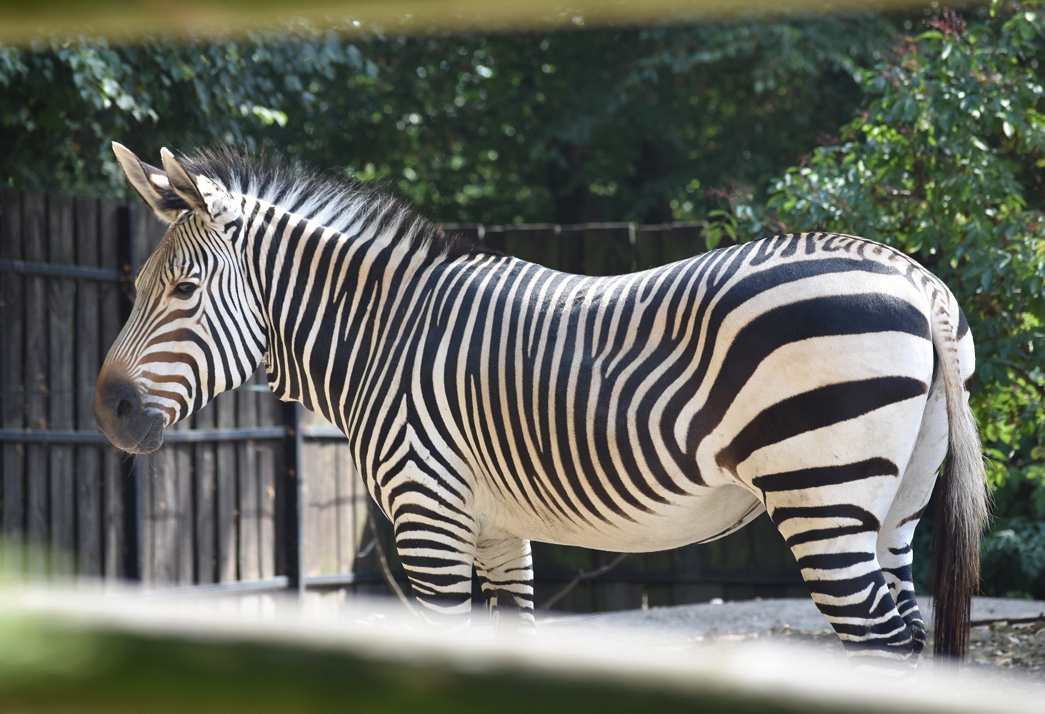 ZOOTOGRAFIANDO (6.100 ANIMALS) CEBRA DE MONTAÑA / MOUNTAIN ZEBRA