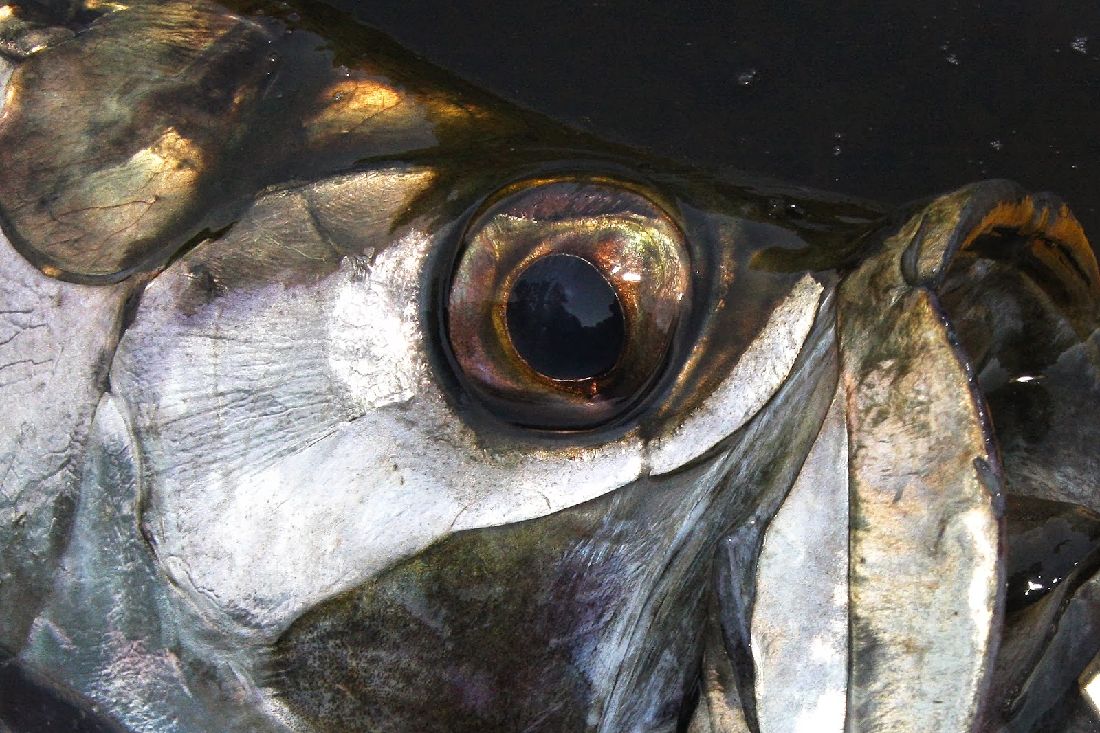 Fly Paper The Eye of the Tarpon
