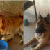 Cachorros de família que sofre com transtornos mentais são furtados em Samambaia