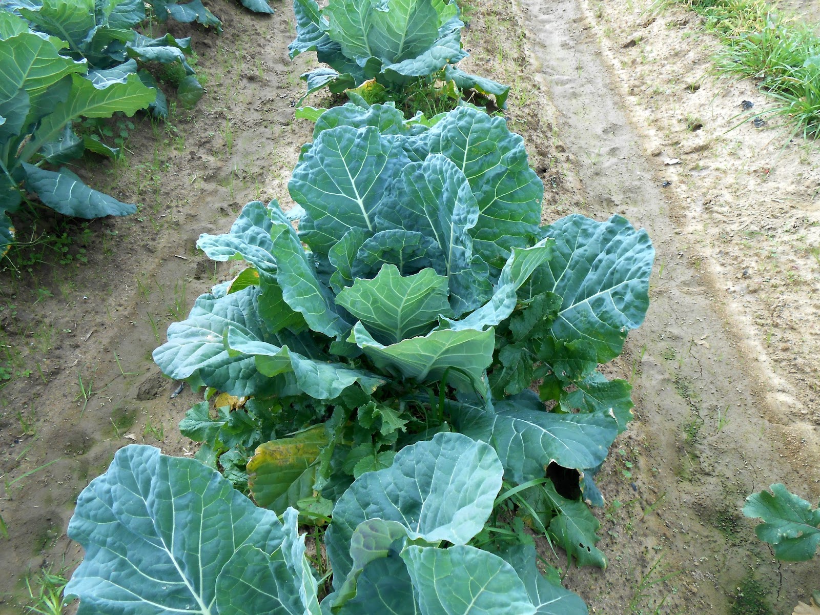 Southern With A Twist Collard Greens and Pork Shanks
