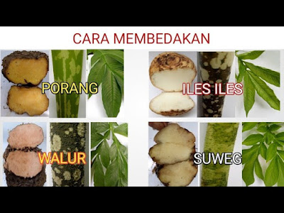 Mengenal Tanaman Porang dan Perbedaan Dengan Suweg, Iles-iles dan Walur Mengenal Tanaman Porang dan Perbedaan Dengan Suweg, Iles-iles dan Walur