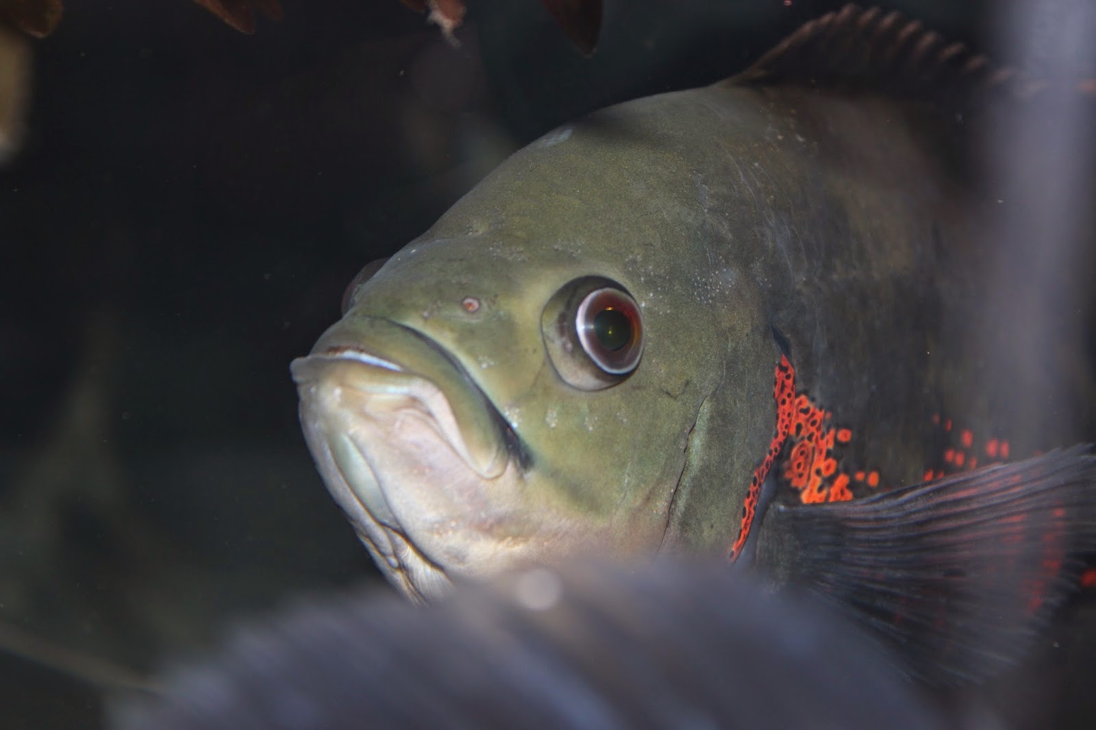 Amazing Fish Tiger Oscar